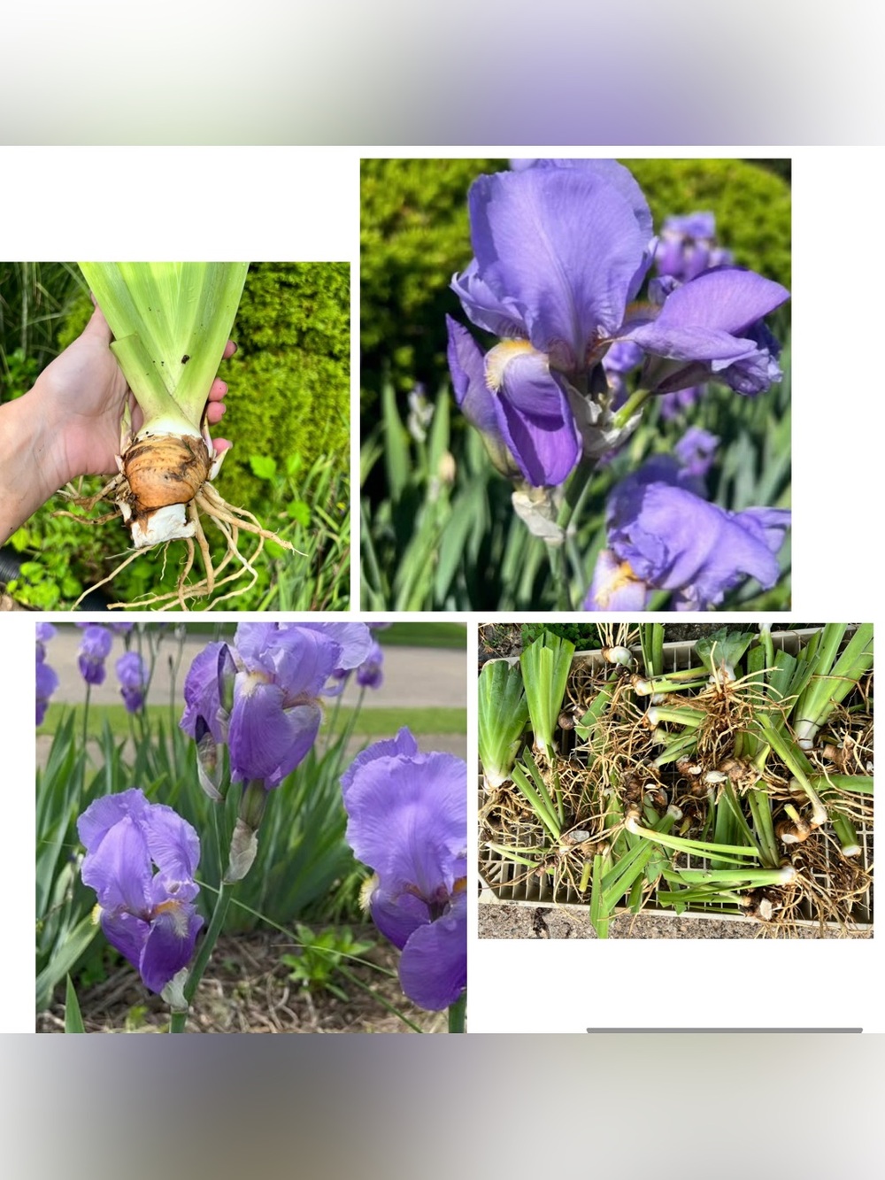20 lot ( Large, medium, small Rhizomes mix) Purple Iris perennial flowers